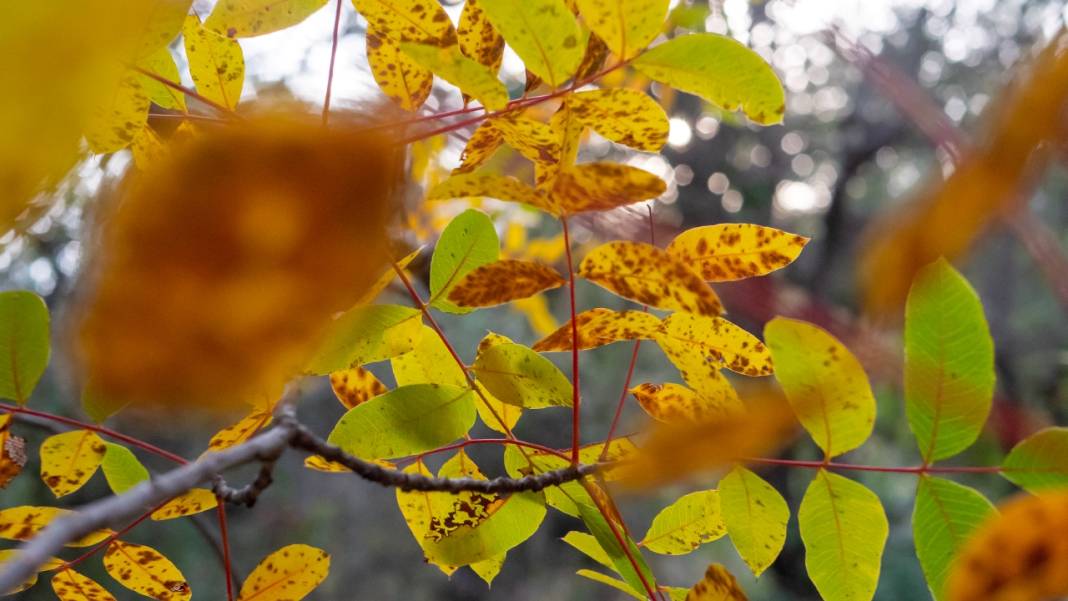 Dünyanın en güzel yürüyüş rotalarından biri: Likya yolu 10