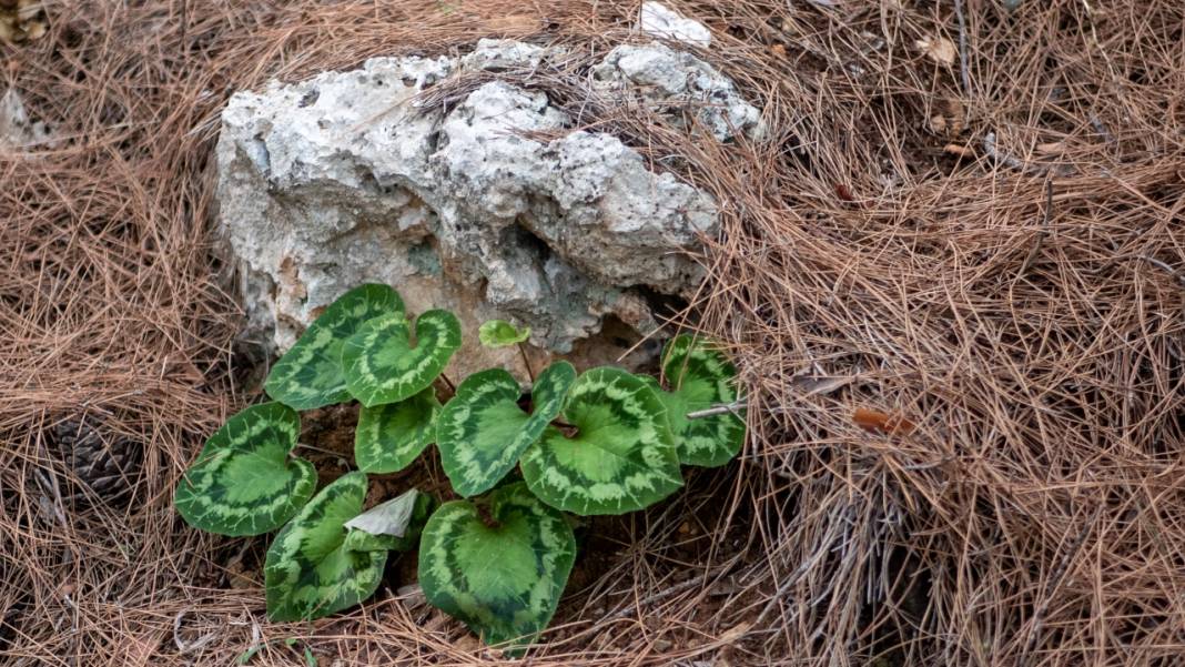 Dünyanın en güzel yürüyüş rotalarından biri: Likya yolu 4