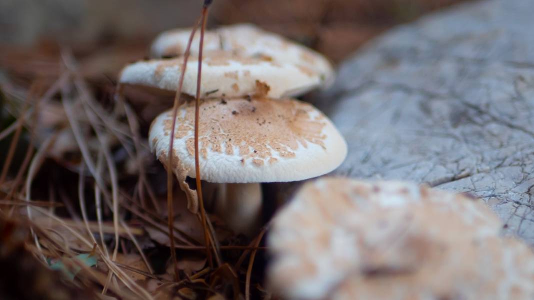 Dünyanın en güzel yürüyüş rotalarından biri: Likya yolu 5