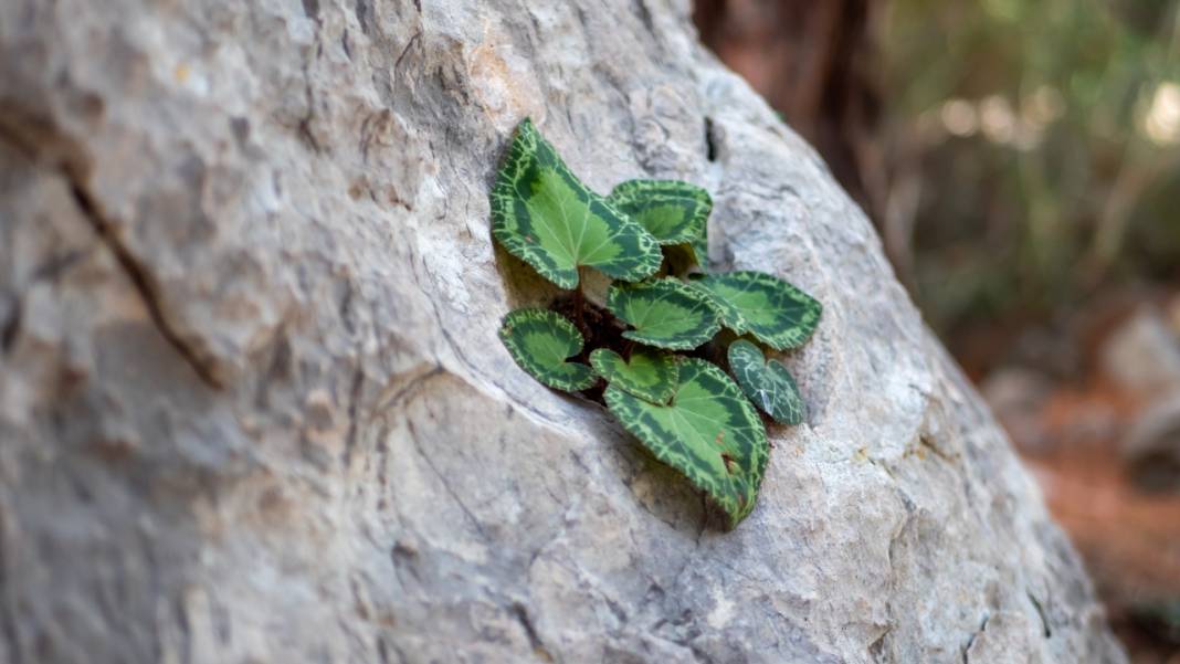 Dünyanın en güzel yürüyüş rotalarından biri: Likya yolu 7