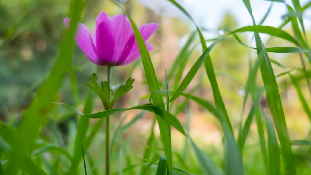 Antalya'da anemonlar çiçek açtı 1
