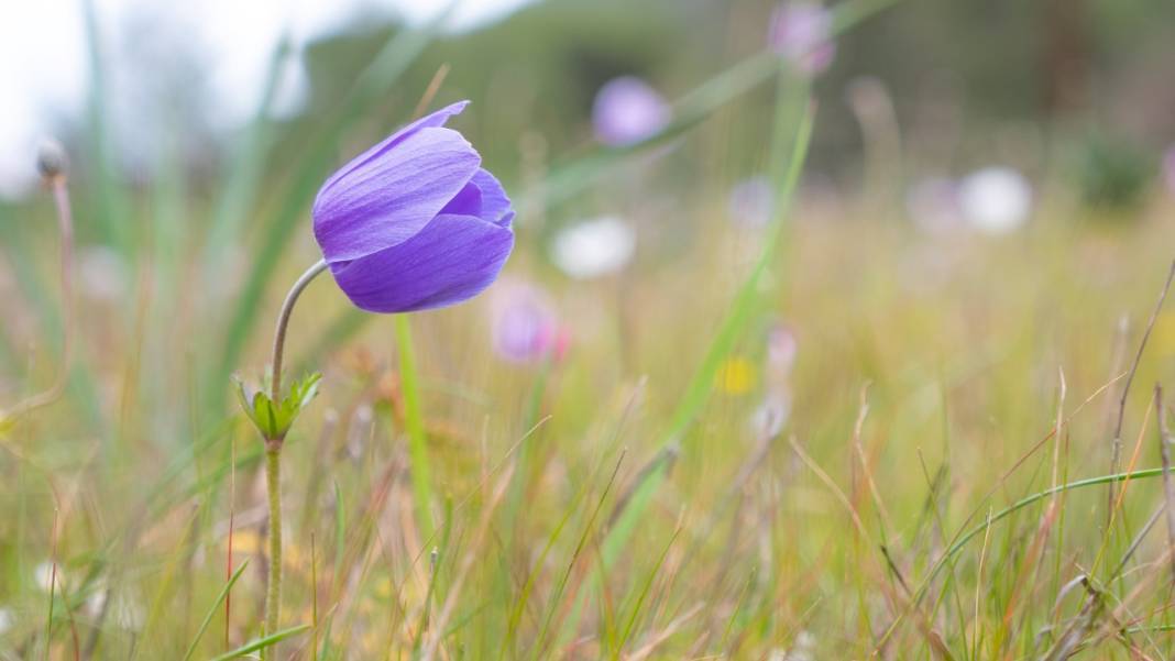 Antalya'da anemonlar çiçek açtı 10
