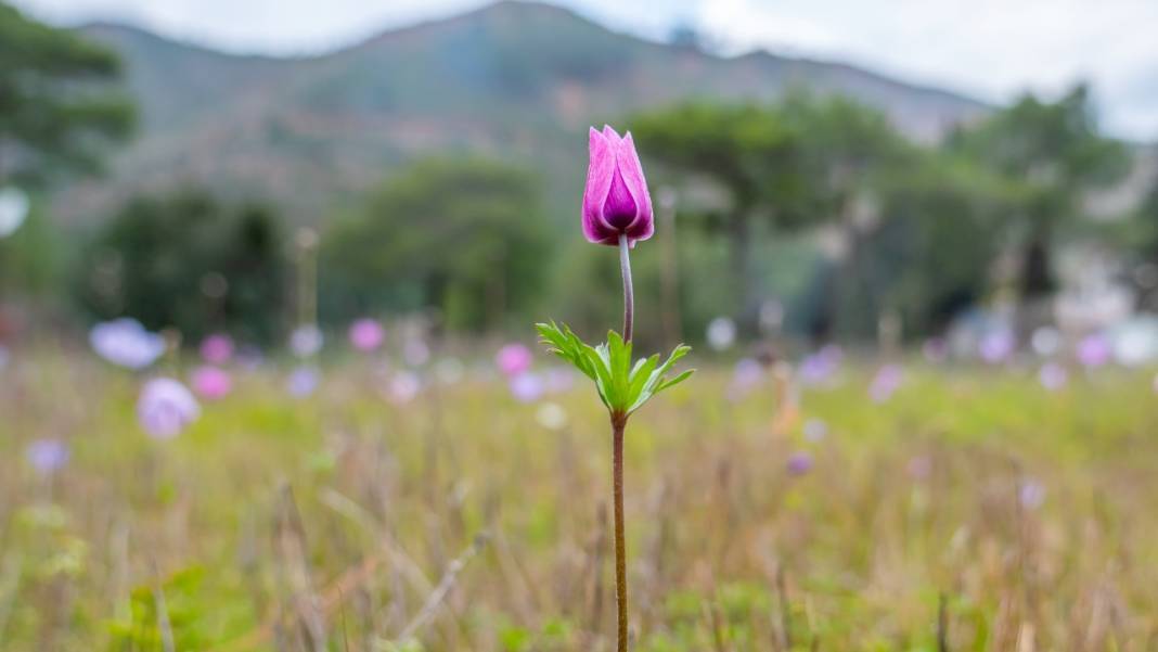 Antalya'da anemonlar çiçek açtı 11