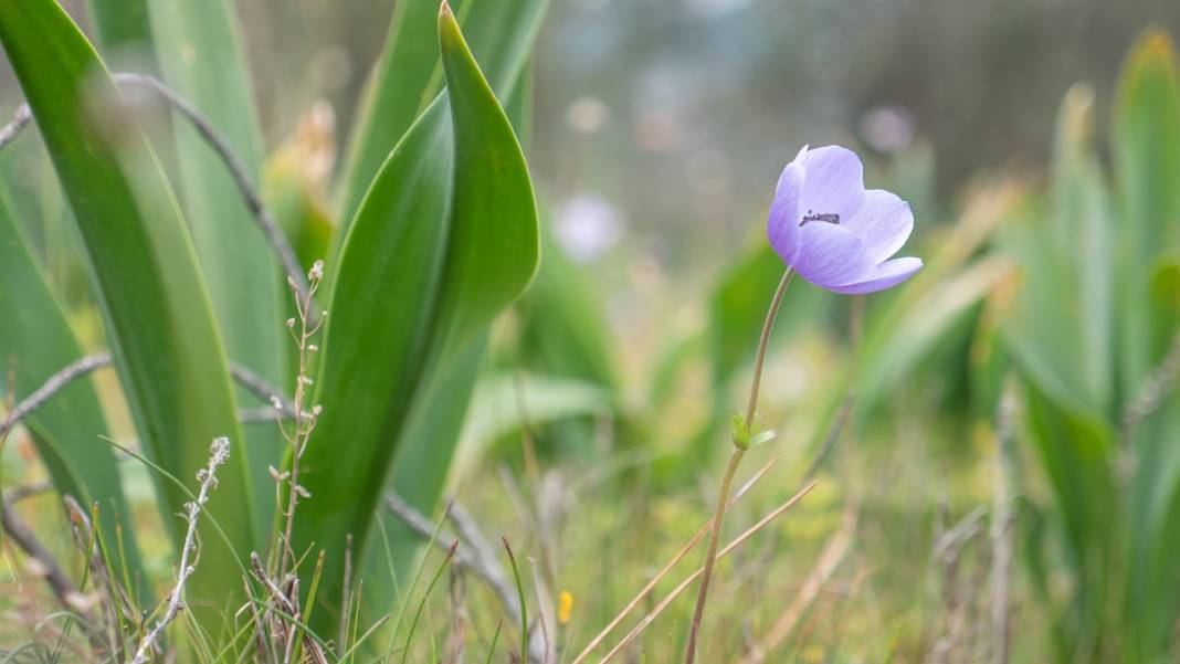 Antalya'da anemonlar çiçek açtı 12