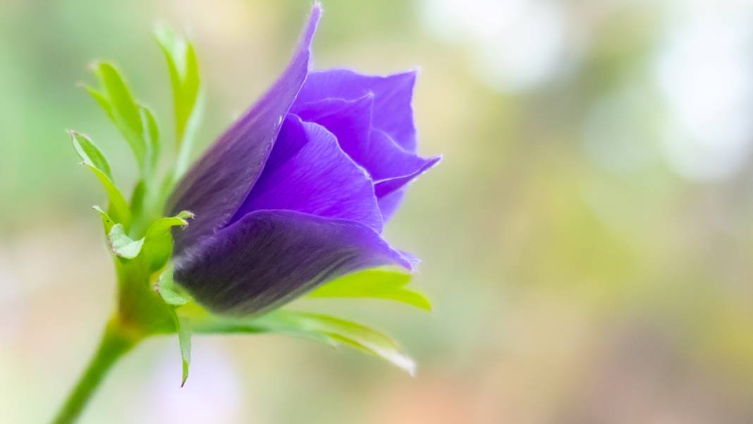 Antalya'da anemonlar çiçek açtı 2