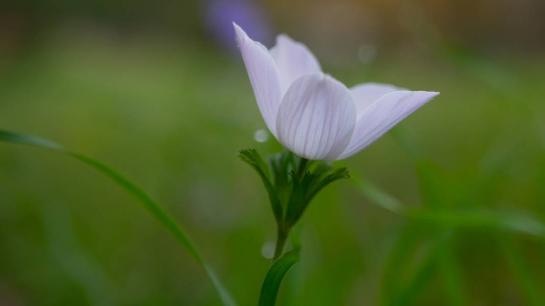 Antalya'da anemonlar çiçek açtı 3