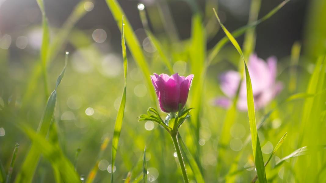 Antalya'da anemonlar çiçek açtı 4