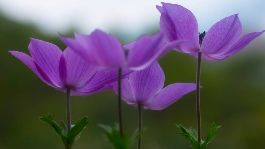 Antalya'da anemonlar çiçek açtı 5