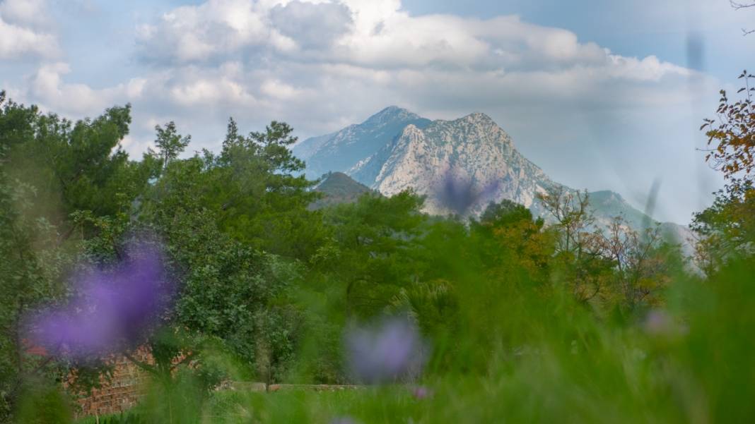 Antalya'da anemonlar çiçek açtı 6