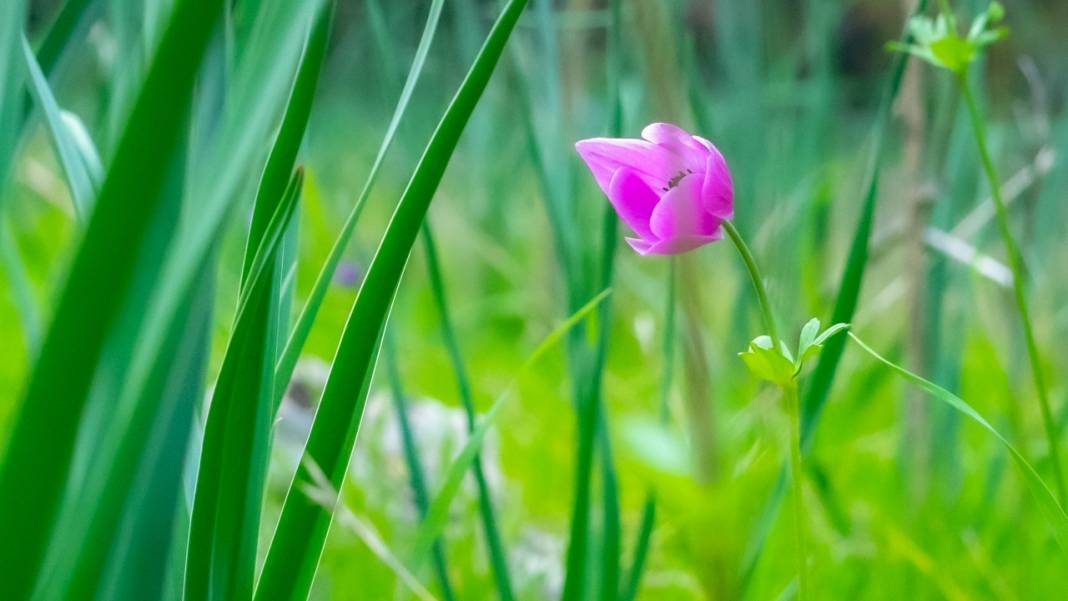 Antalya'da anemonlar çiçek açtı 7