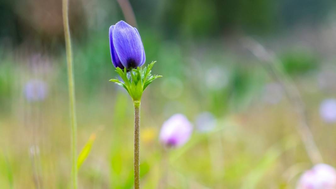 Antalya'da anemonlar çiçek açtı 9