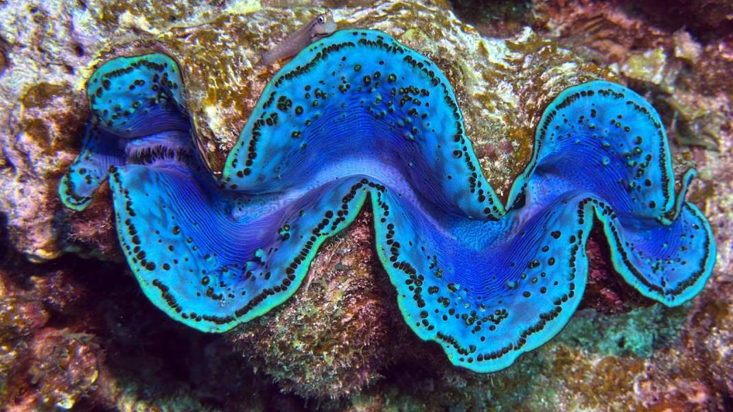 Denizin 60 metre derinliğinde mucizeler var 1