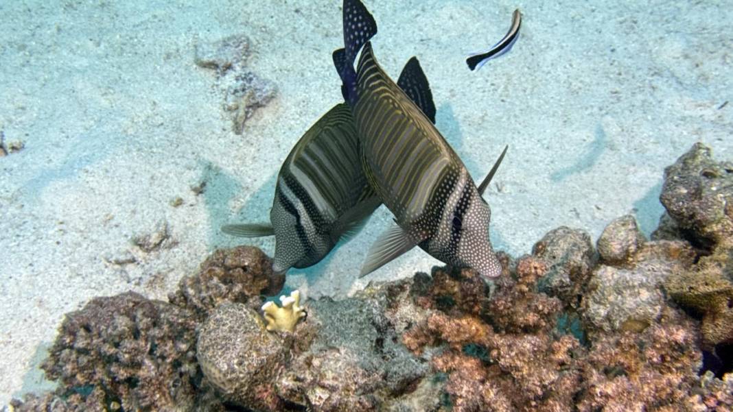 Denizin 60 metre derinliğinde mucizeler var 10