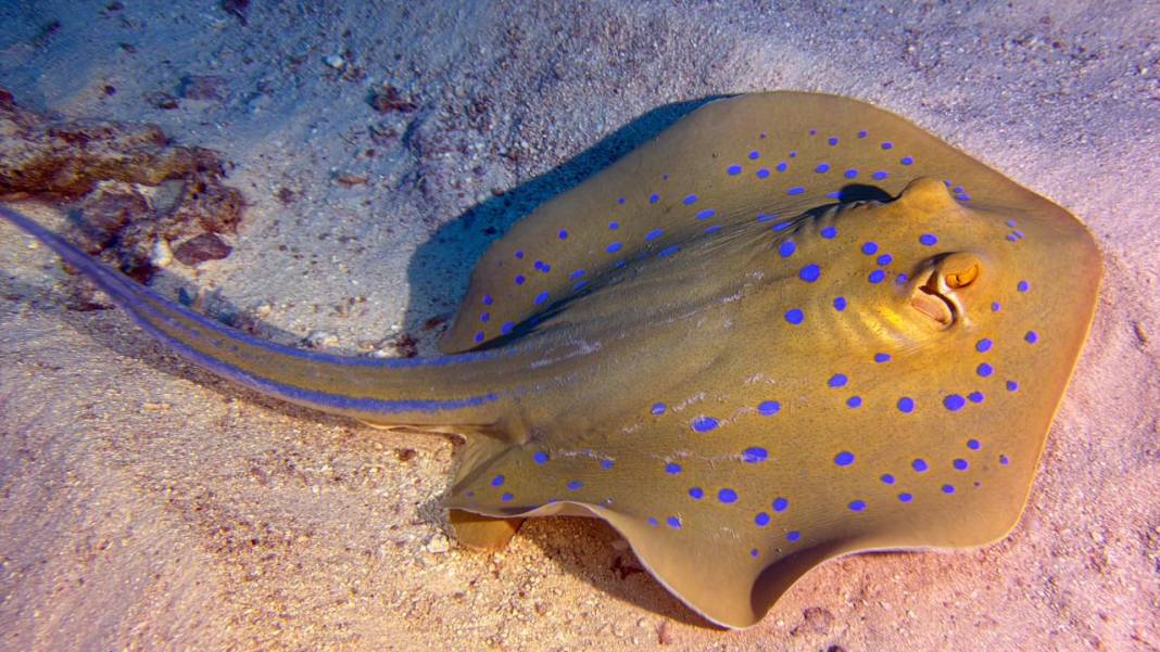 Denizin 60 metre derinliğinde mucizeler var 11