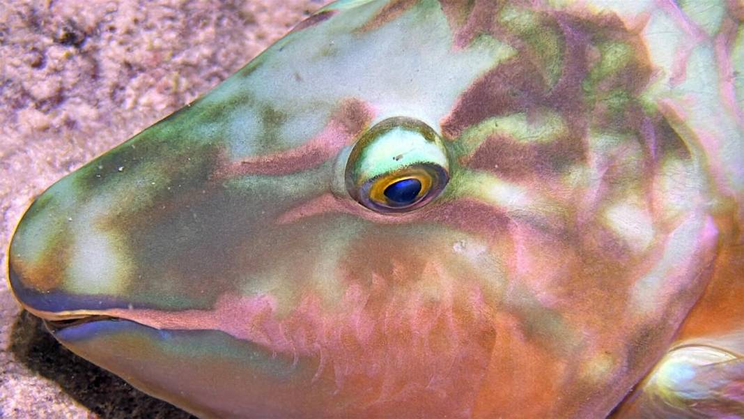 Denizin 60 metre derinliğinde mucizeler var 13