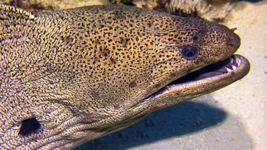 Denizin 60 metre derinliğinde mucizeler var 14