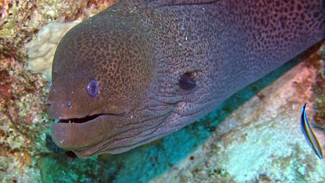 Denizin 60 metre derinliğinde mucizeler var 15