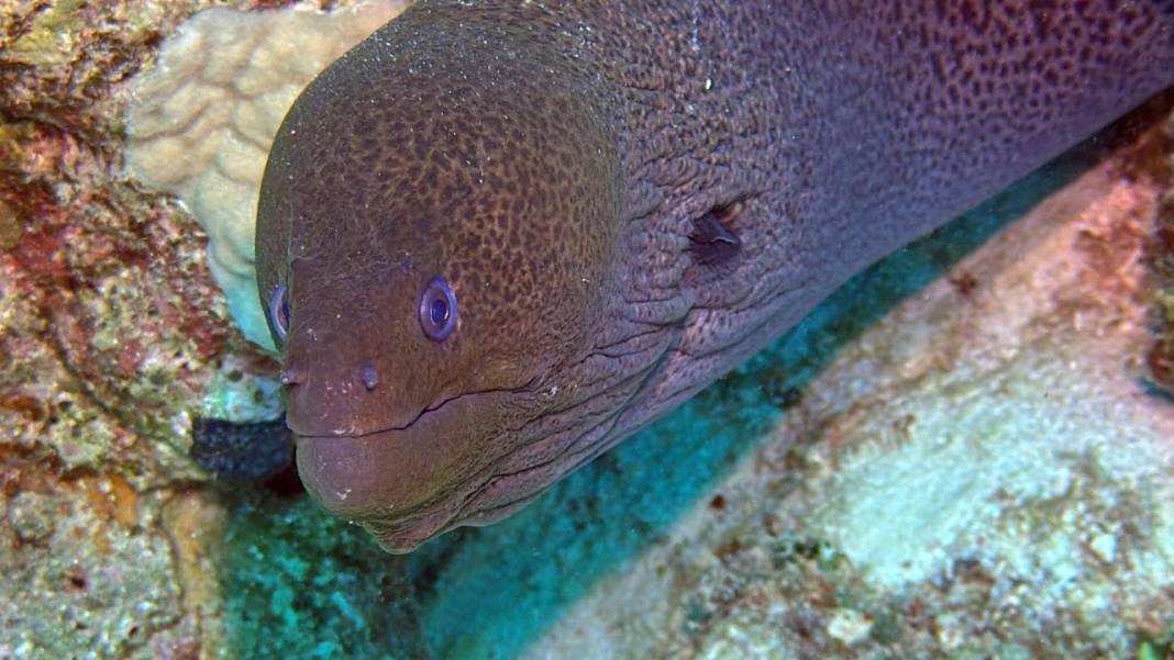 Denizin 60 metre derinliğinde mucizeler var 16