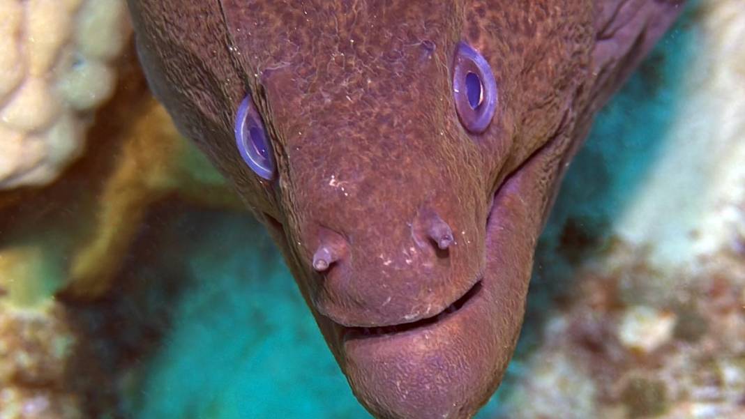 Denizin 60 metre derinliğinde mucizeler var 17