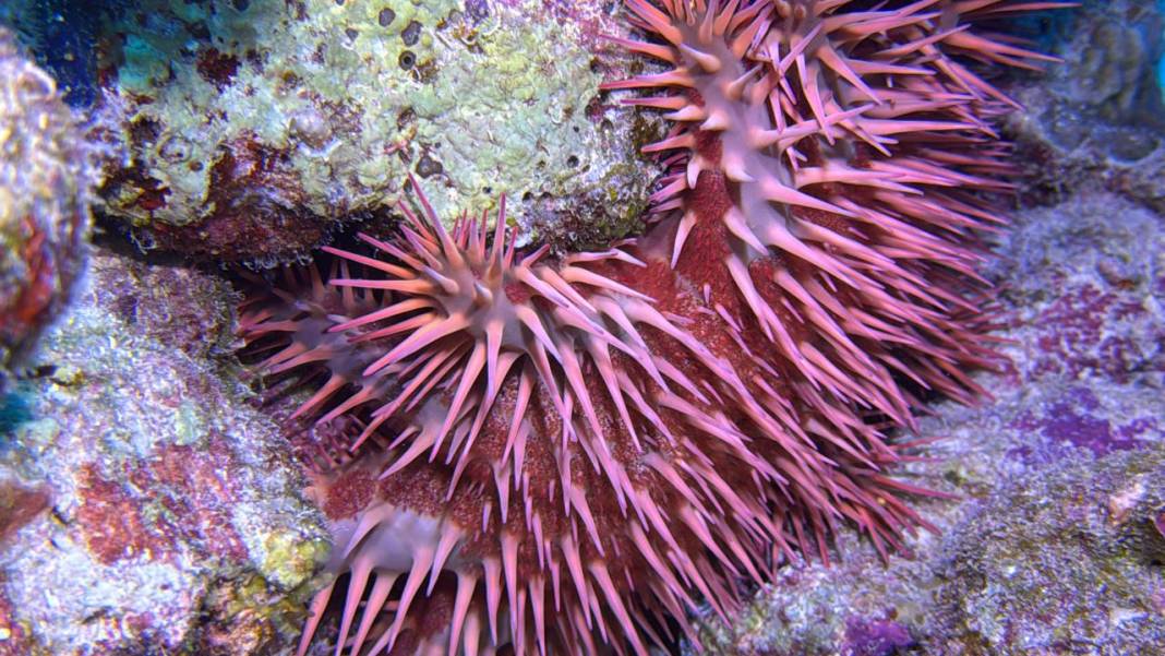 Denizin 60 metre derinliğinde mucizeler var 18