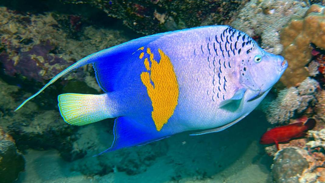 Denizin 60 metre derinliğinde mucizeler var 19