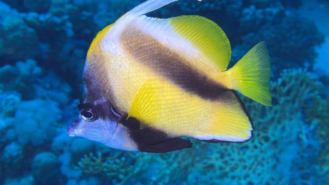 Denizin 60 metre derinliğinde mucizeler var 2