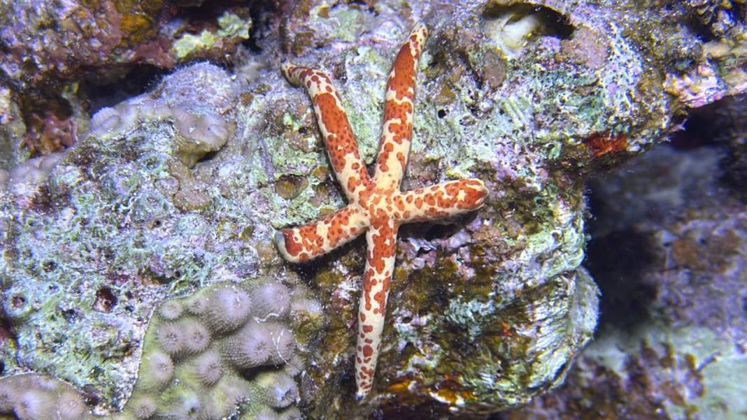 Denizin 60 metre derinliğinde mucizeler var 20