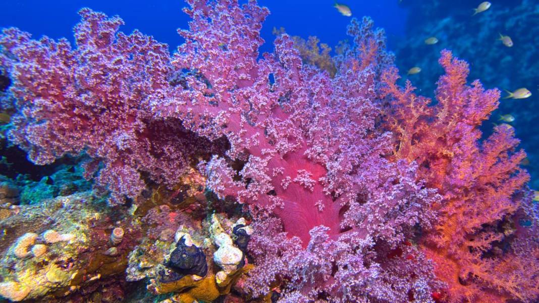 Denizin 60 metre derinliğinde mucizeler var 21