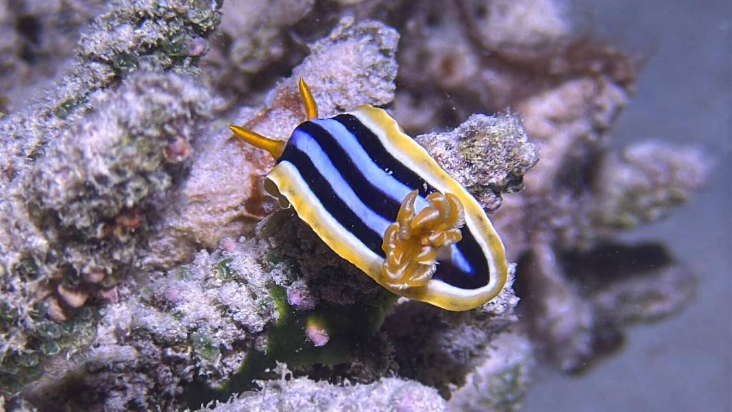 Denizin 60 metre derinliğinde mucizeler var 22