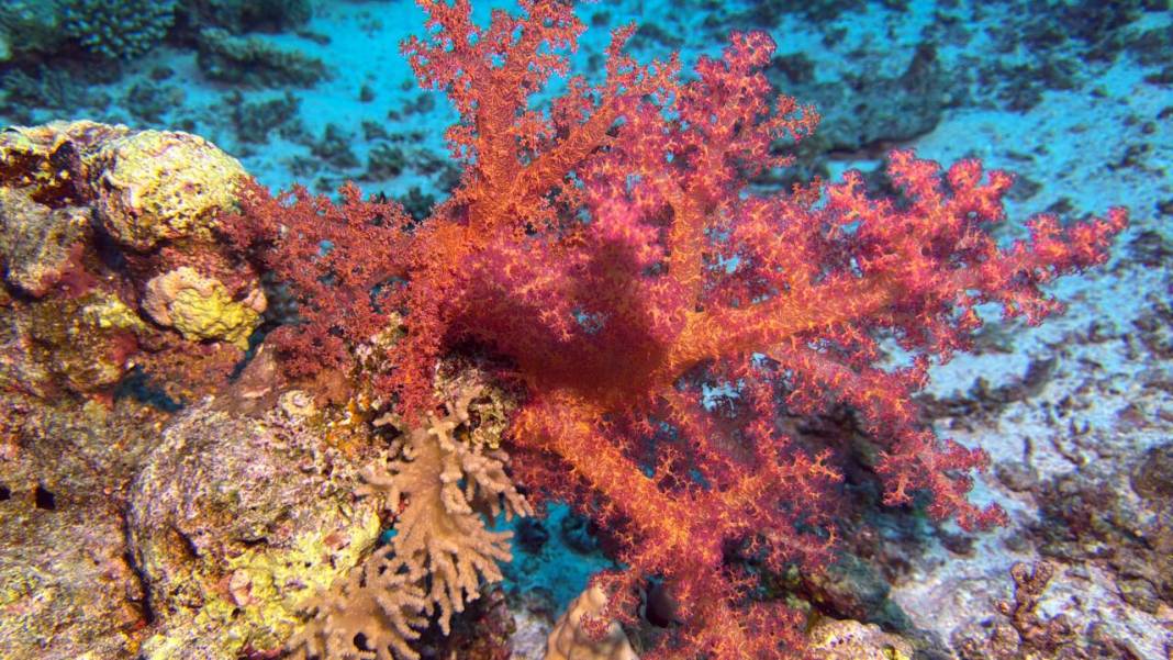 Denizin 60 metre derinliğinde mucizeler var 23