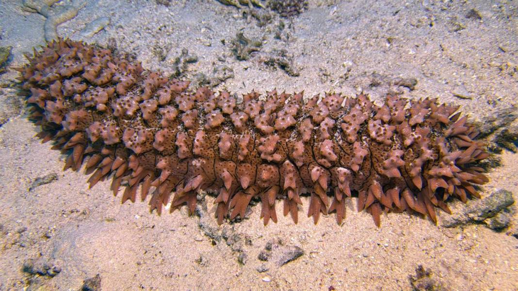 Denizin 60 metre derinliğinde mucizeler var 25