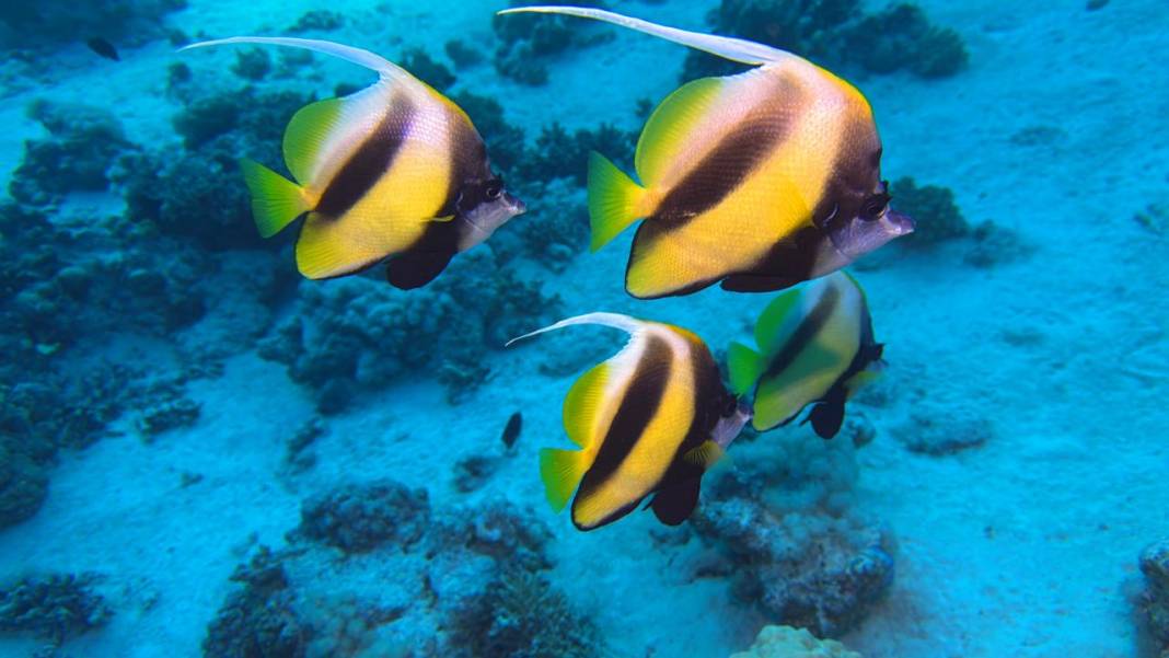 Denizin 60 metre derinliğinde mucizeler var 3