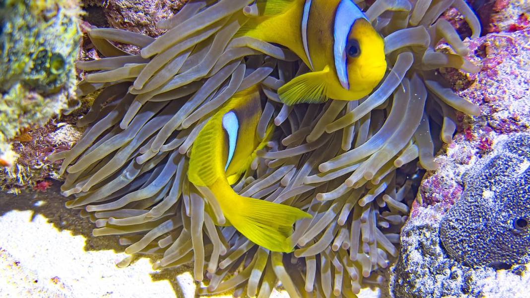 Denizin 60 metre derinliğinde mucizeler var 4