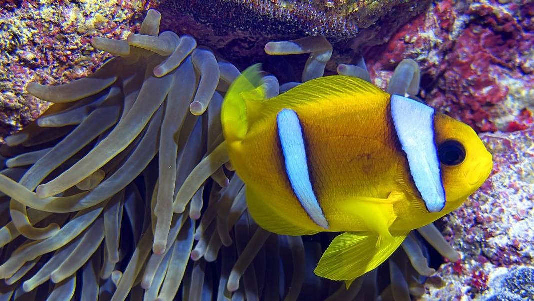 Denizin 60 metre derinliğinde mucizeler var 5