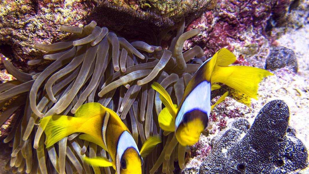 Denizin 60 metre derinliğinde mucizeler var 6