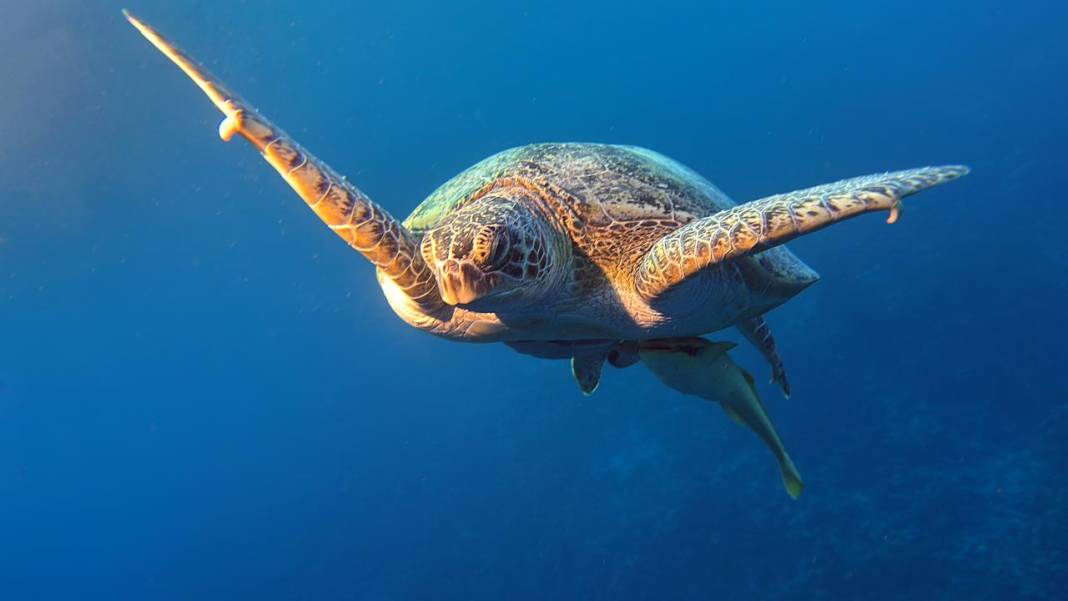 Denizin 60 metre derinliğinde mucizeler var 7