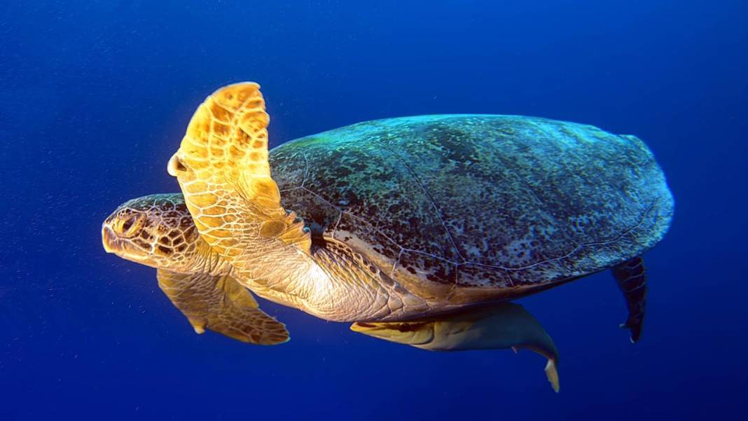 Denizin 60 metre derinliğinde mucizeler var 8