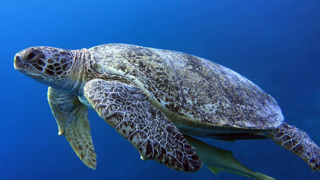 Denizin 60 metre derinliğinde mucizeler var 9