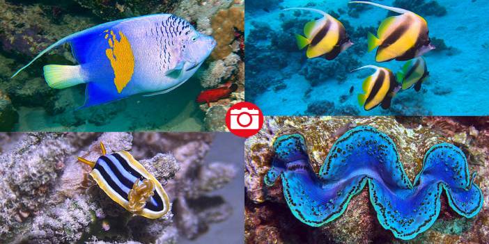 Denizin 60 metre derinliğinde mucizeler var