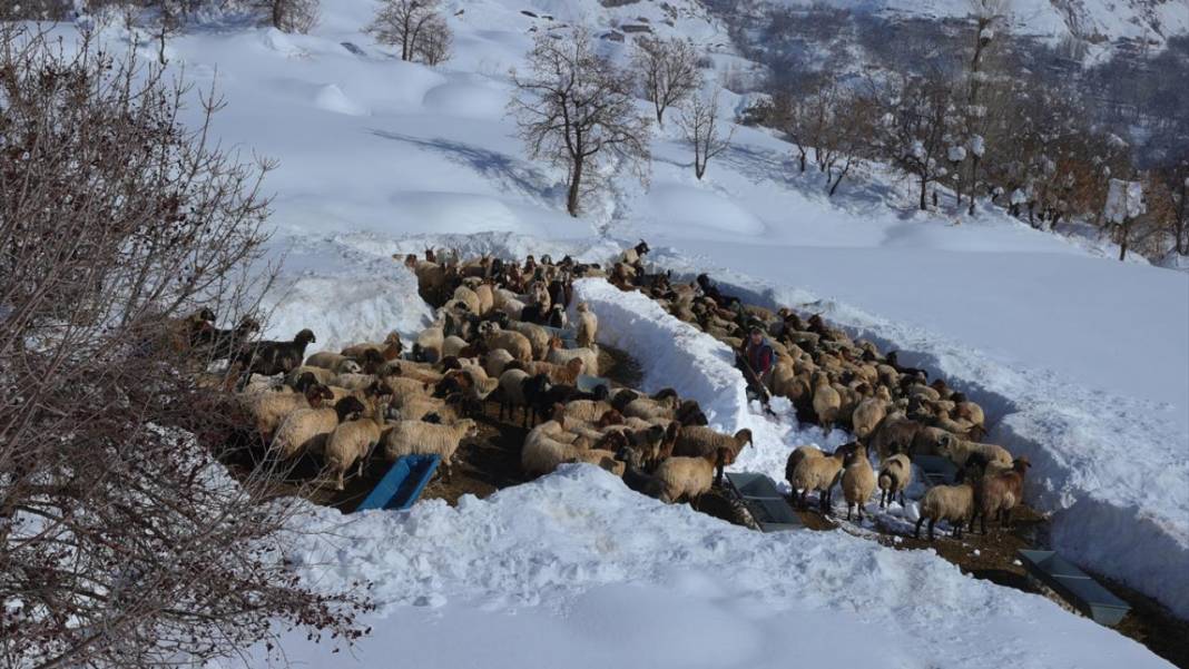 Kar kalınlığının yer yer 2 metreyi aştığı Hakkari'de besiciler zorlu mesaide 1
