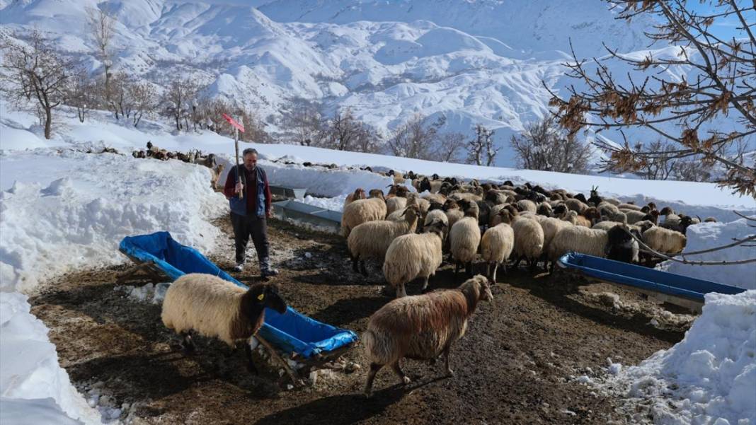 Kar kalınlığının yer yer 2 metreyi aştığı Hakkari'de besiciler zorlu mesaide 12