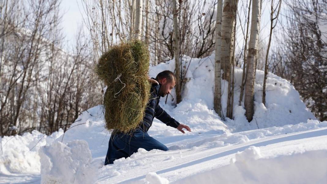 Kar kalınlığının yer yer 2 metreyi aştığı Hakkari'de besiciler zorlu mesaide 15