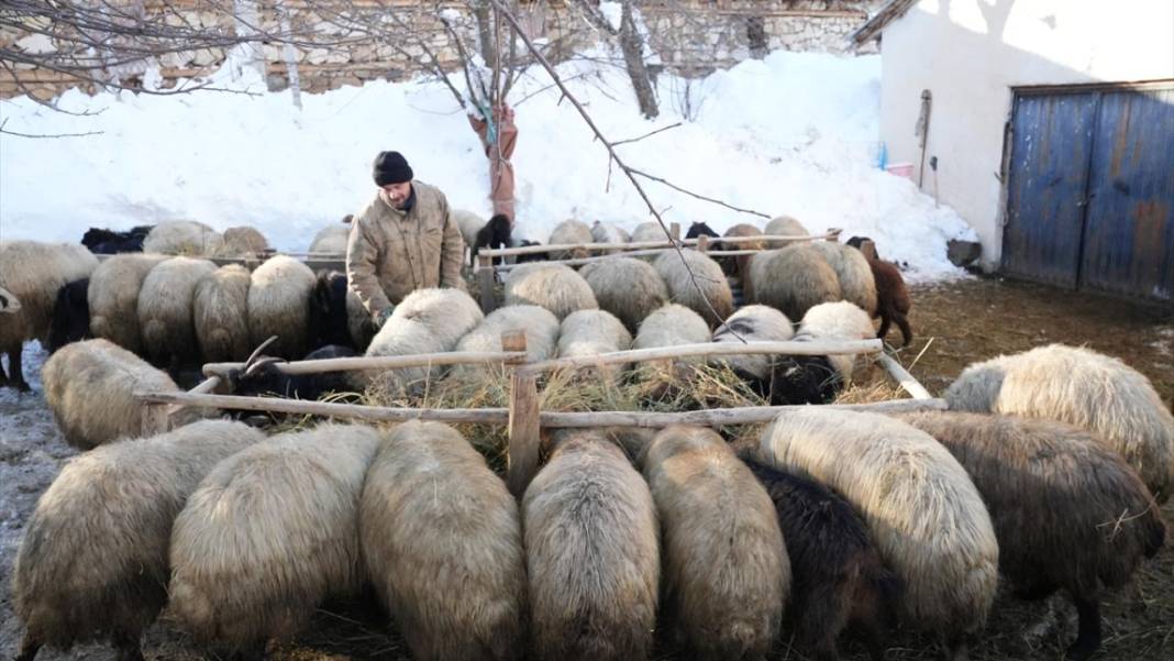 Kar kalınlığının yer yer 2 metreyi aştığı Hakkari'de besiciler zorlu mesaide 7