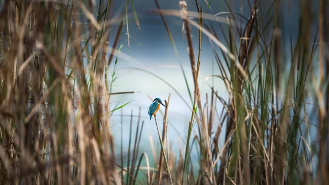 Uluabat Gölü'nün kanatlı misafirleri 1