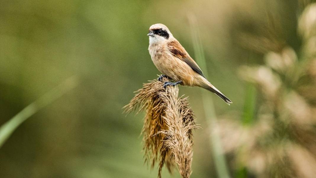 Uluabat Gölü'nün kanatlı misafirleri 10
