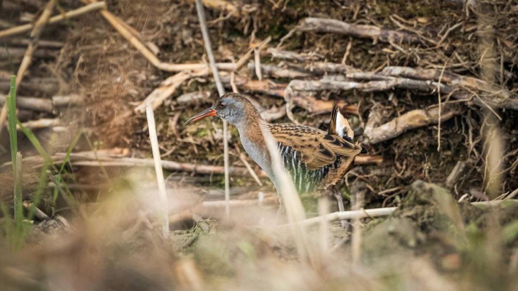 Uluabat Gölü'nün kanatlı misafirleri 12