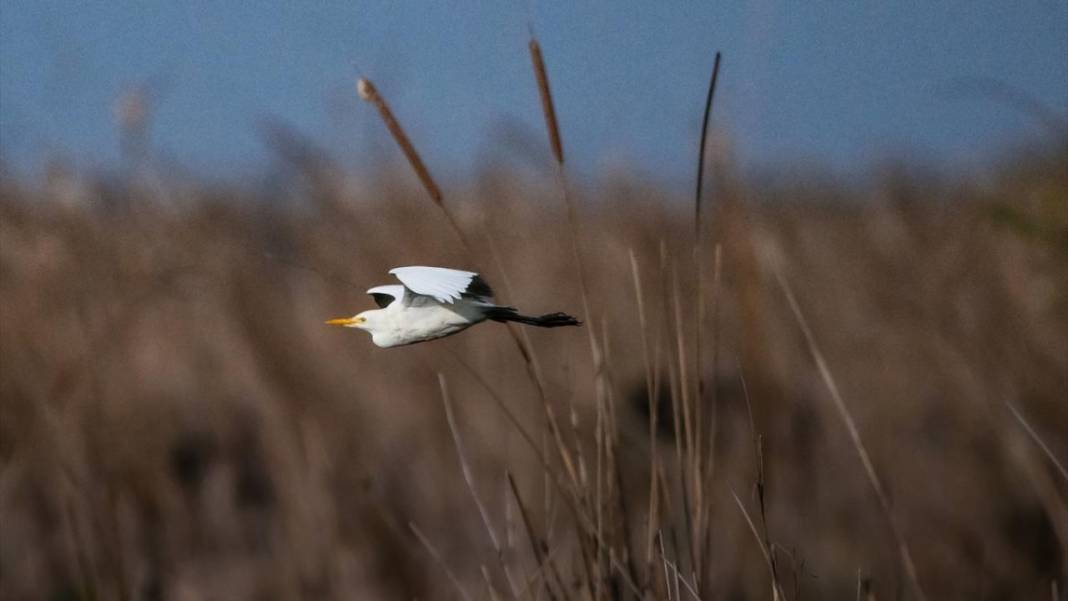 Uluabat Gölü'nün kanatlı misafirleri 13