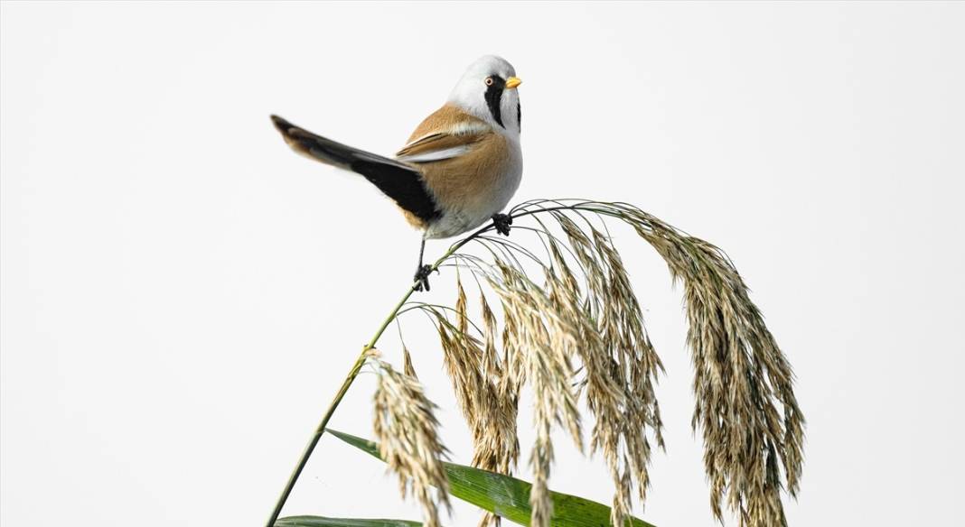 Uluabat Gölü'nün kanatlı misafirleri 14