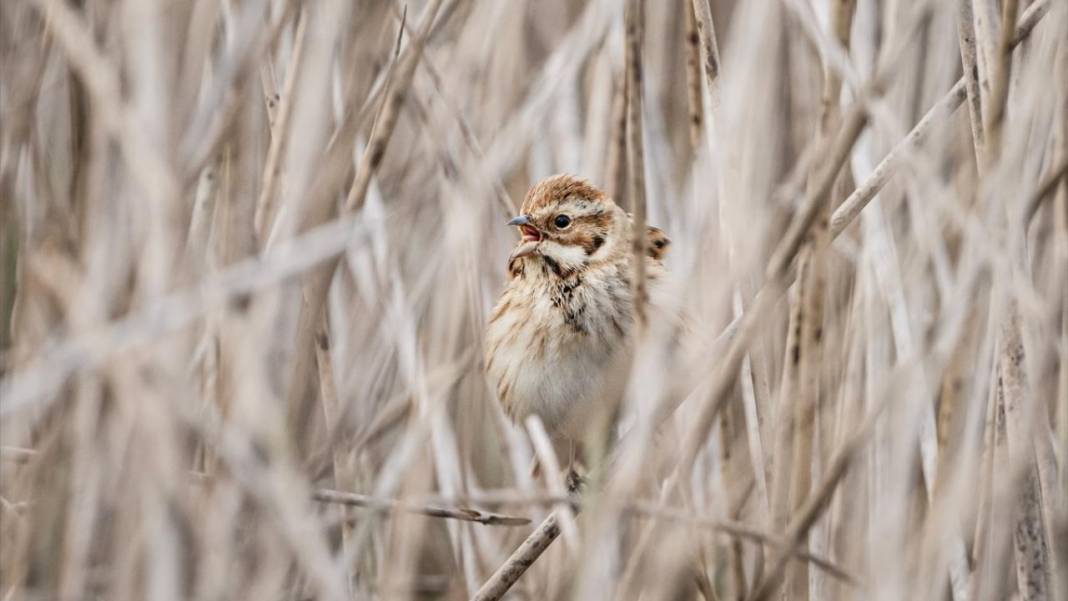 Uluabat Gölü'nün kanatlı misafirleri 15