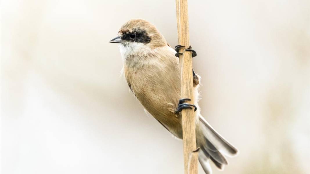 Uluabat Gölü'nün kanatlı misafirleri 2